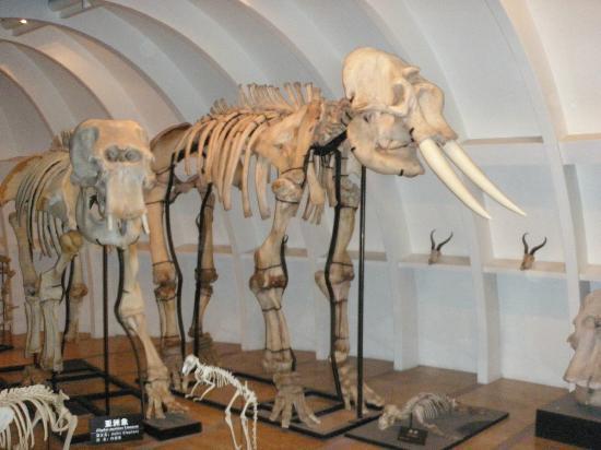 Yunnan Geological Museum